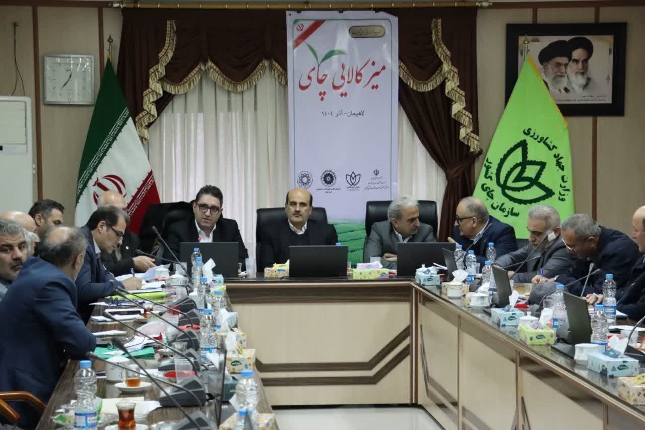 لاهیجان می‌تواند پایتخت تجارت چای کشور شود | رانت در واردات است نه در صادرات