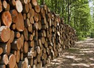 کشف ۱۸ تن چوب قاچاق در غرب گیلان کشف ۱۸ تن چوب قاچاق در غرب گیلان