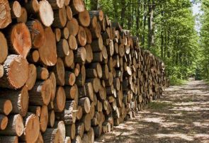 کشف ۱۸ تن چوب قاچاق در غرب گیلان کشف ۱۸ تن چوب قاچاق در غرب گیلان