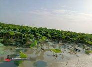 تالاب انزلی هنوز زنده است؛ در طولانی مدت ممکن است تالاب به جنگل تبدیل شود